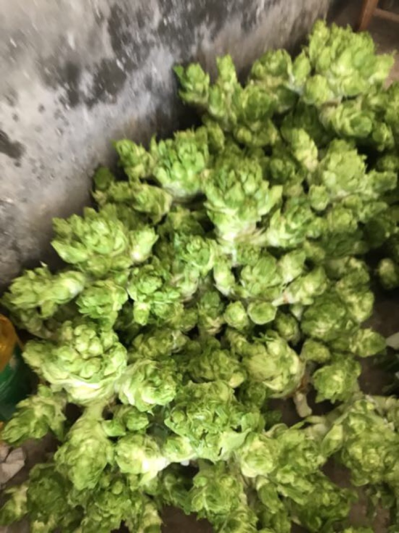 儿菜5两以上