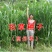 高丹草种子产量高适口性好牛羊好青绿饲料