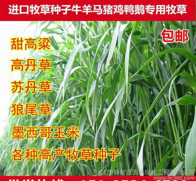高丹草种子产量高适口性好牛羊好青绿饲料