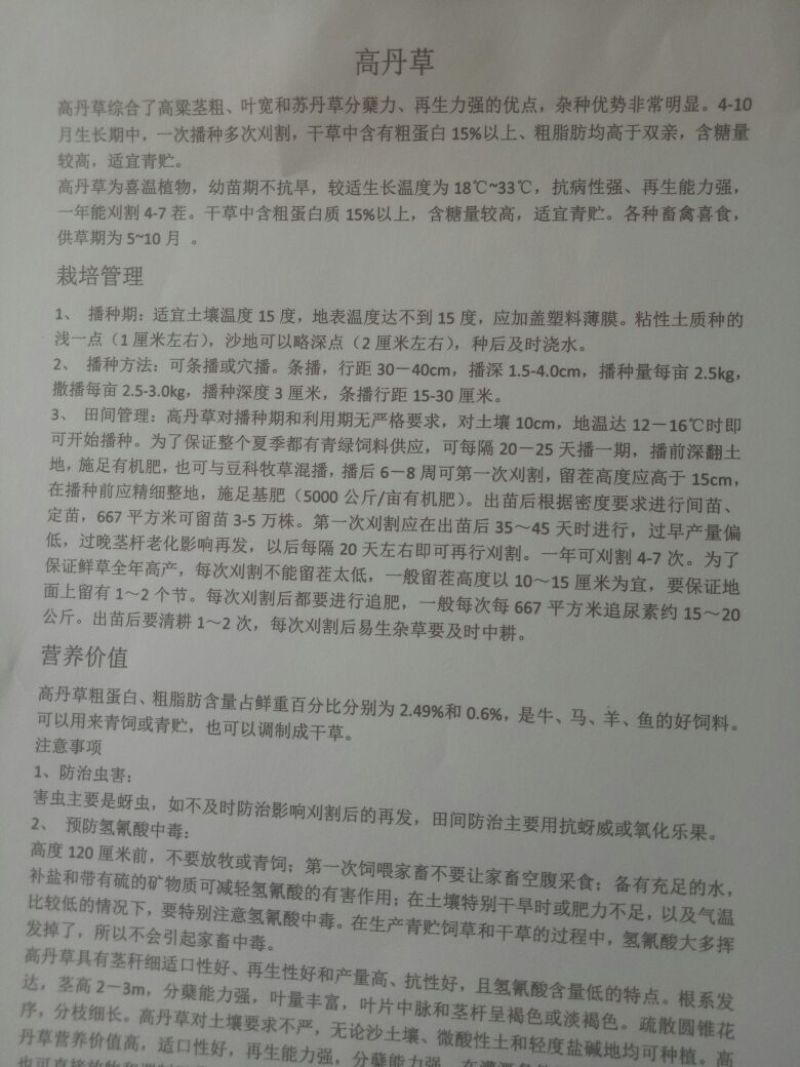 高丹草种子产量高适口性好牛羊好青绿饲料