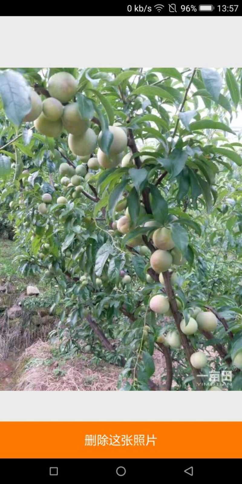 质量有保障，物流全国发货，速度快发货速度快，包采摘装人工