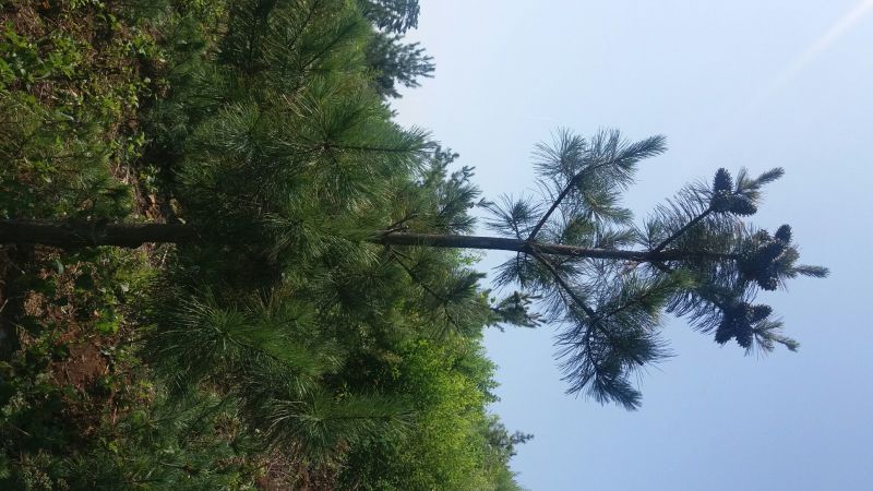 红松苗，嫁接红松50~80cm，根系发达，结果大，产量高