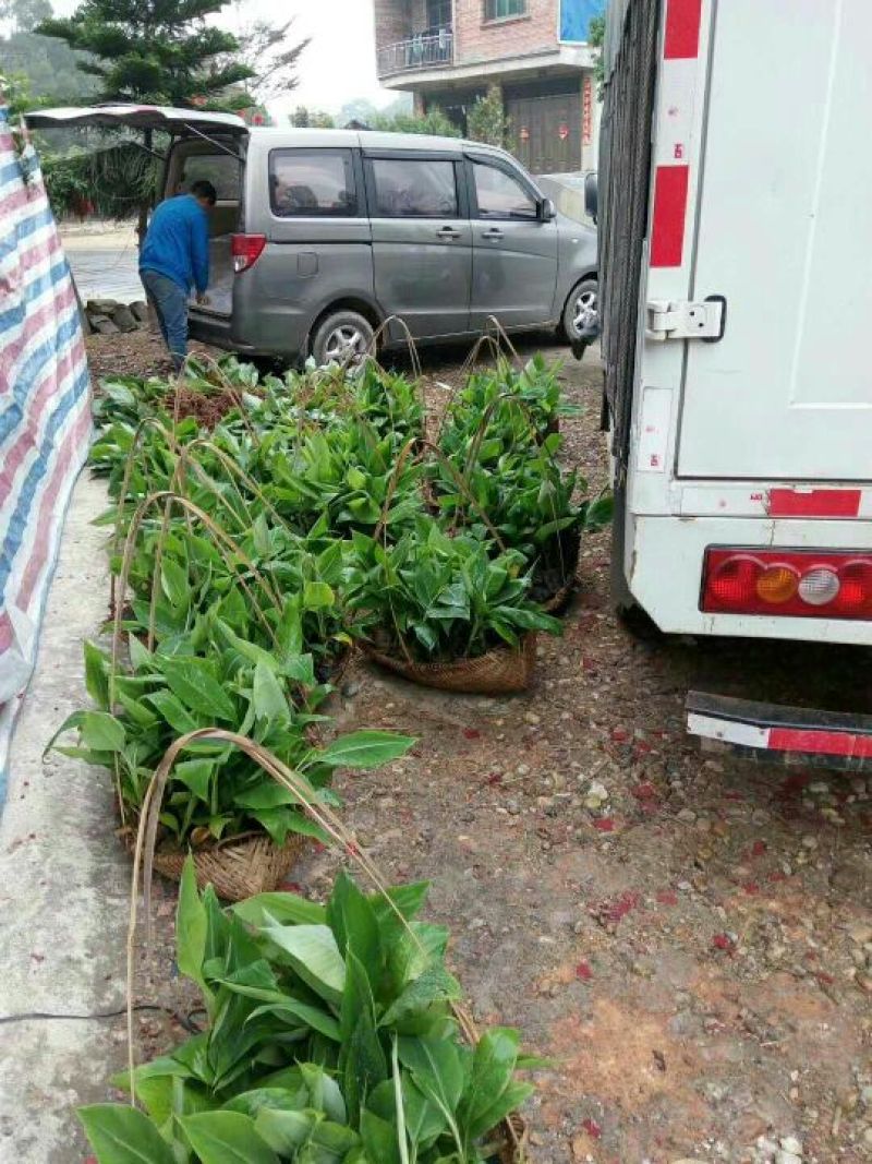 香蕉苗一级良种1~2年