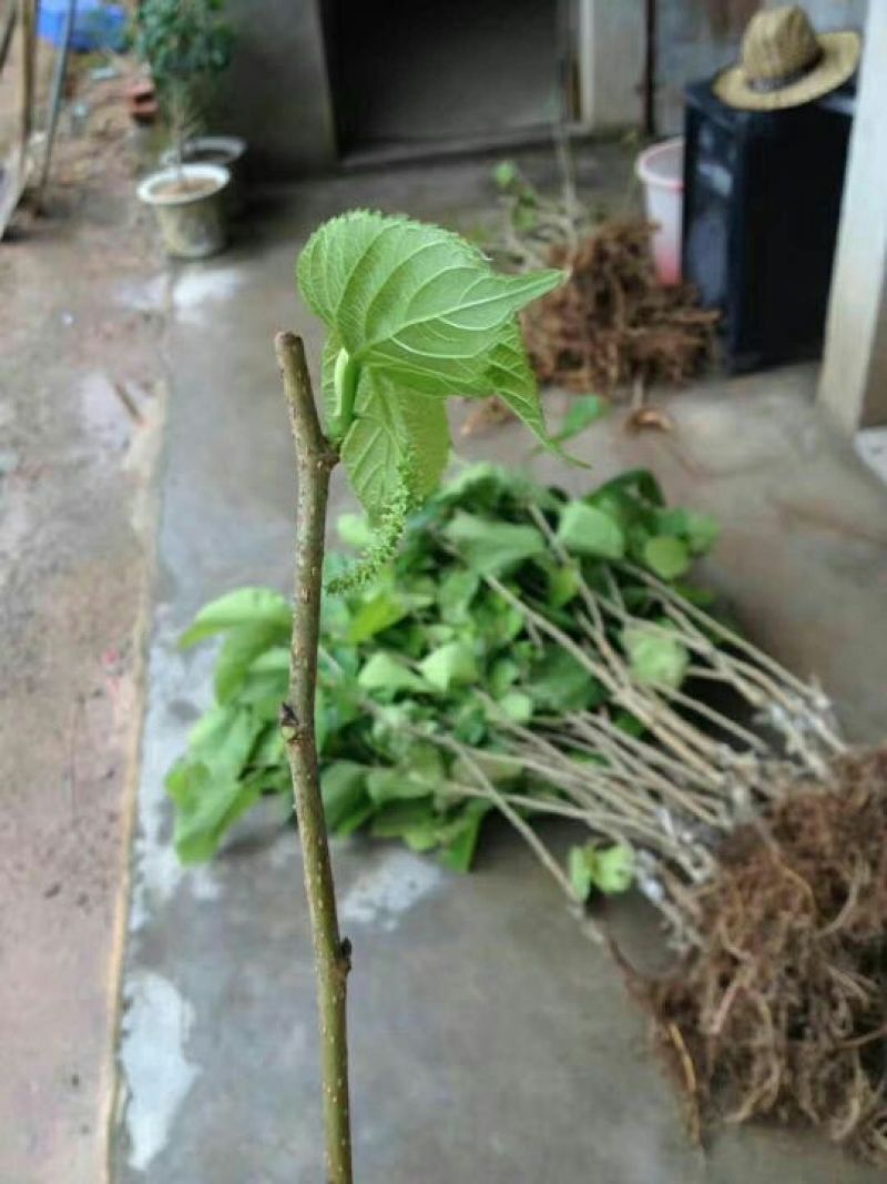 果桑苗60~80cm