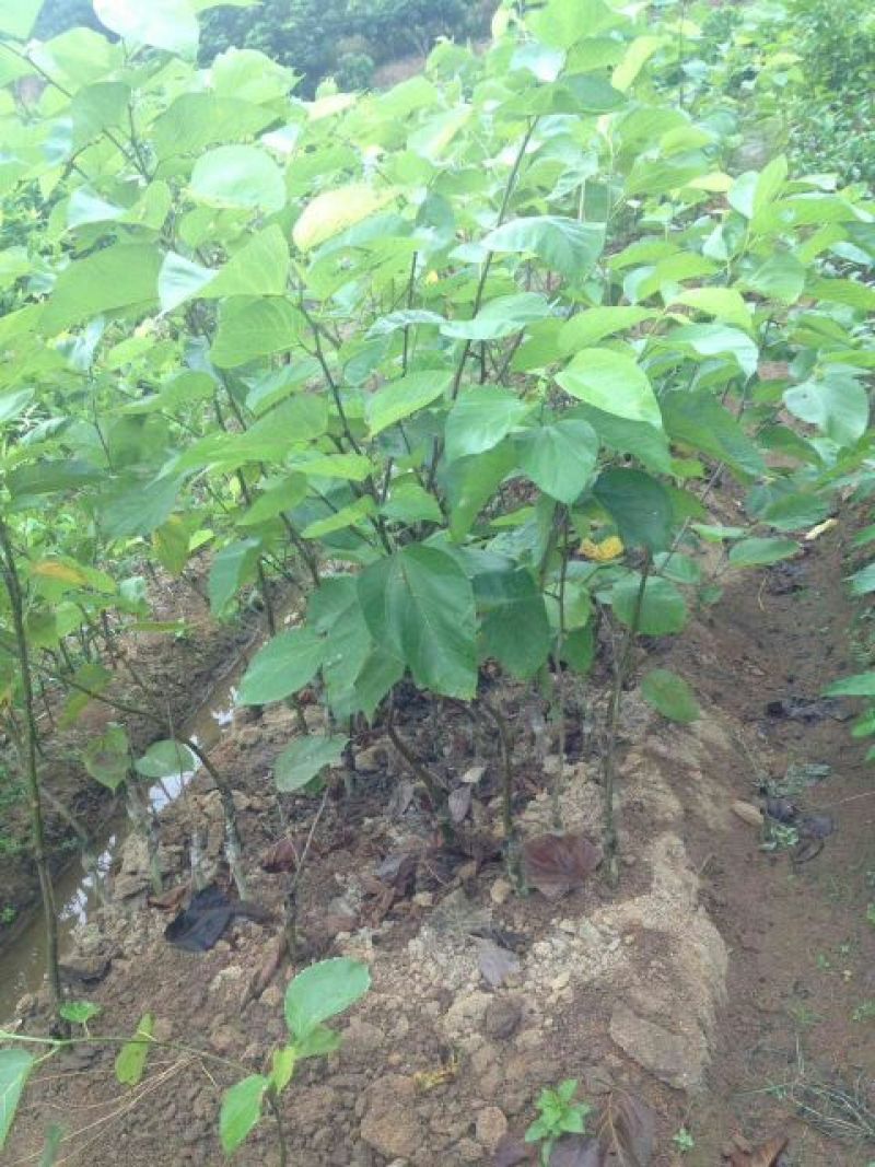 果桑苗60~80cm