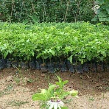 满天星百香果苗10~20cm