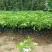 满天星百香果苗10~20cm
