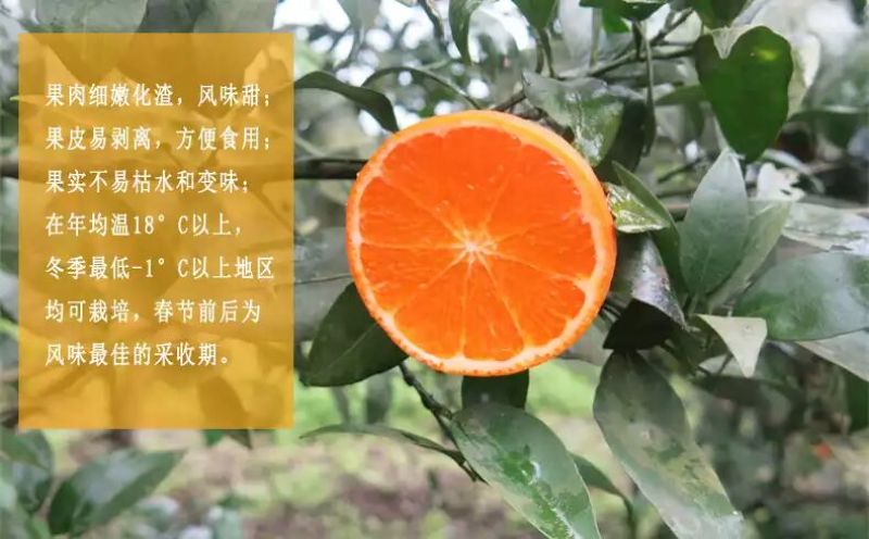 091无核沃柑苗30cm以下