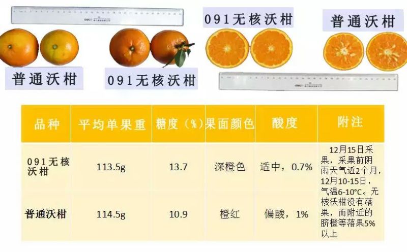 091无核沃柑苗30cm以下