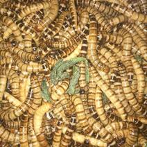 大麦虫，用麸皮与菜叶饲喂，高蛋白饲料，可常年供货