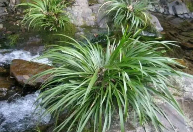 大悟山野生石菖蒲，鲜货干货，野生种苗