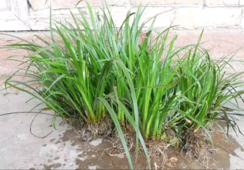 大悟山野生石菖蒲，鲜货干货，野生种苗