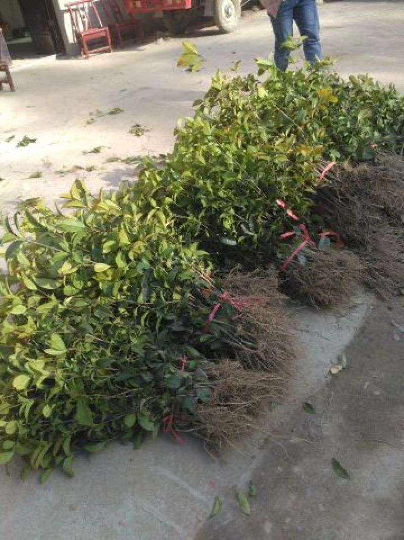 四季桂苗四季桂花苗，月月桂花树苗，花期长