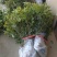 四季桂苗四季桂花苗，月月桂花树苗，花期长