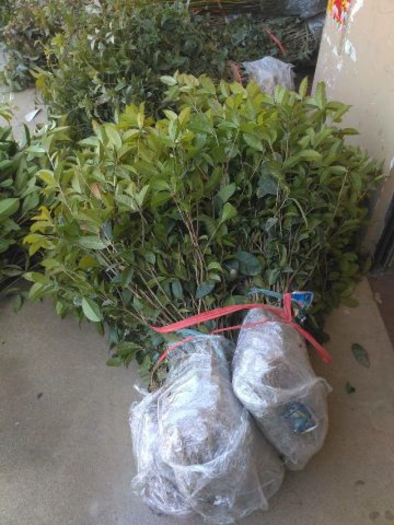 四季桂苗四季桂花苗，月月桂花树苗，花期长