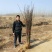 花椒树苗大红袍花椒自家园艺场基地一手货源品种纯正放心苗】
