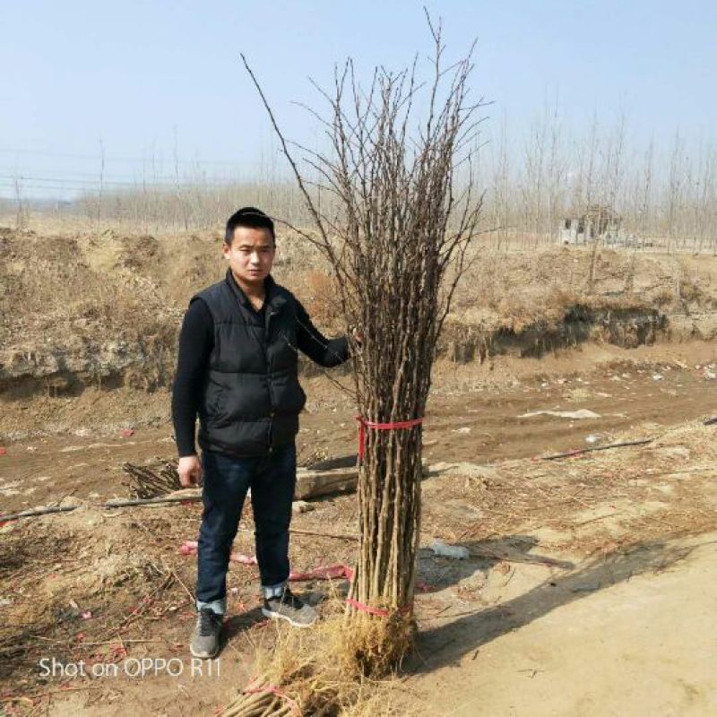 花椒树苗大红袍花椒自家园艺场基地一手货源品种纯正放心苗】