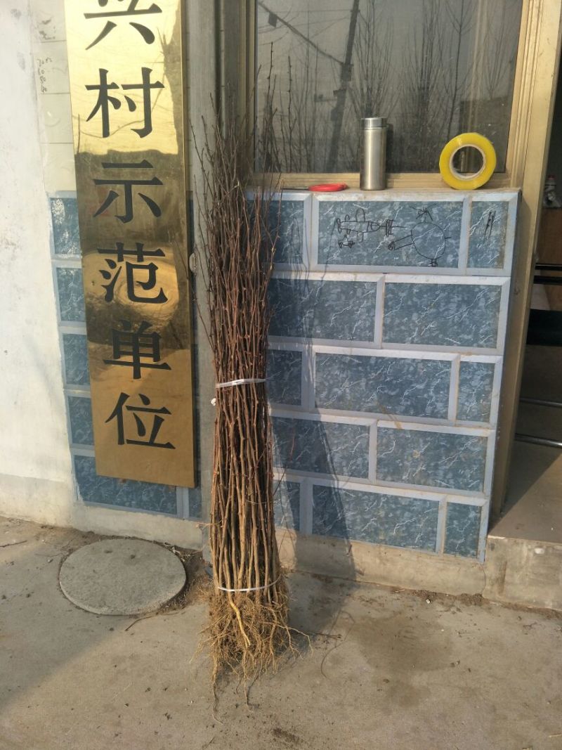 花椒树苗大红袍花椒自家园艺场基地一手货源品种纯正放心苗】