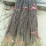 花椒树苗大红袍花椒自家园艺场基地一手货源品种纯正放心苗】
