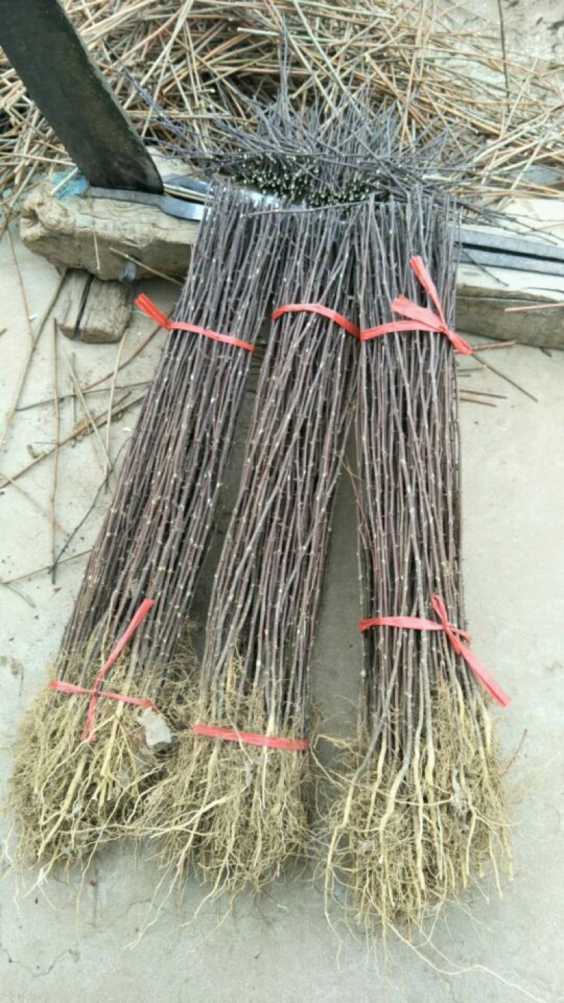 花椒树苗大红袍花椒自家园艺场基地一手货源品种纯正放心苗】