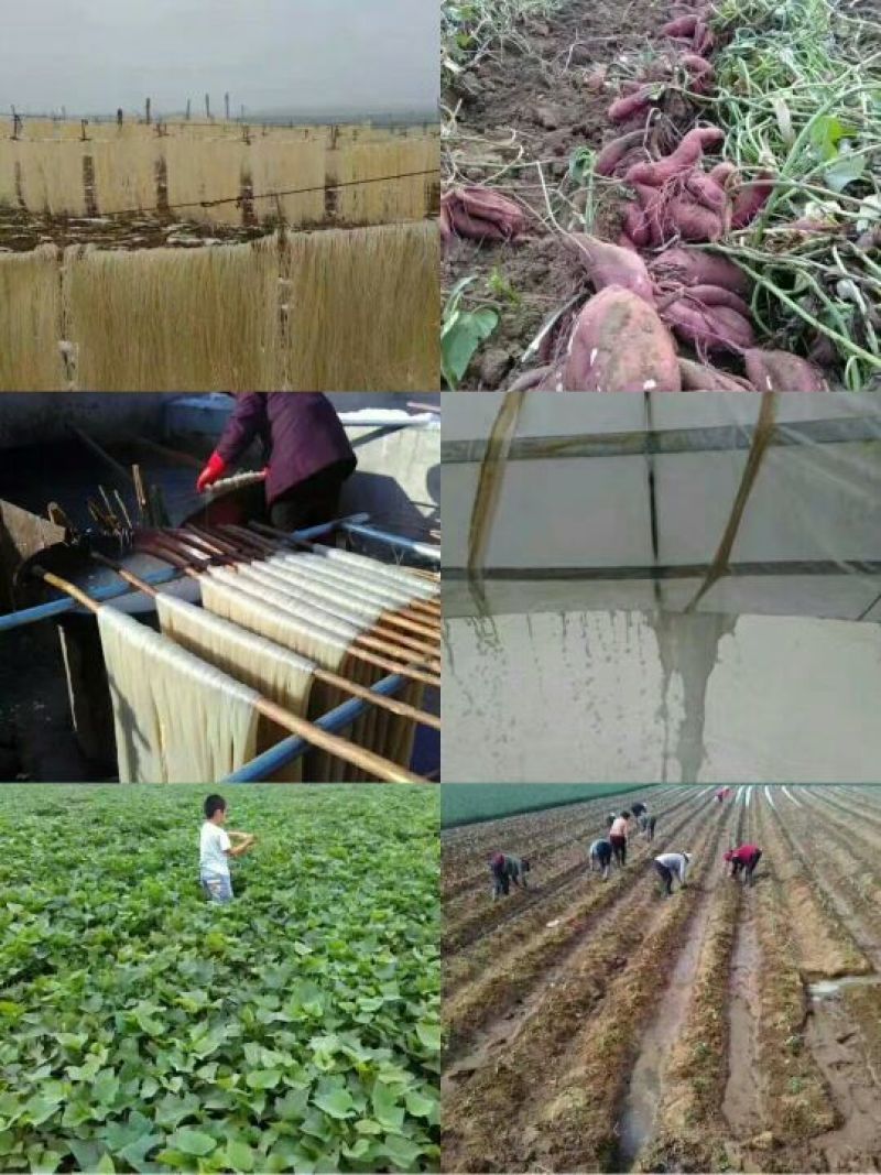 粉条中粉