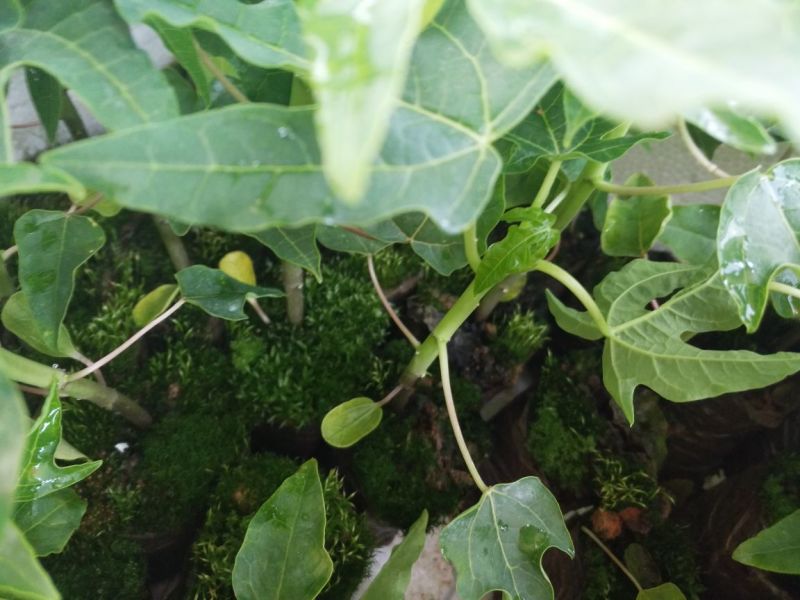 木瓜树苗组培苗大青红肉木瓜苗