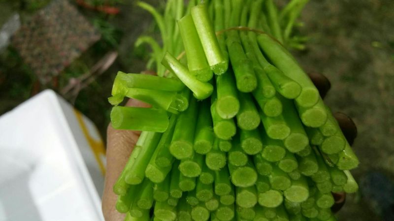 芦篙