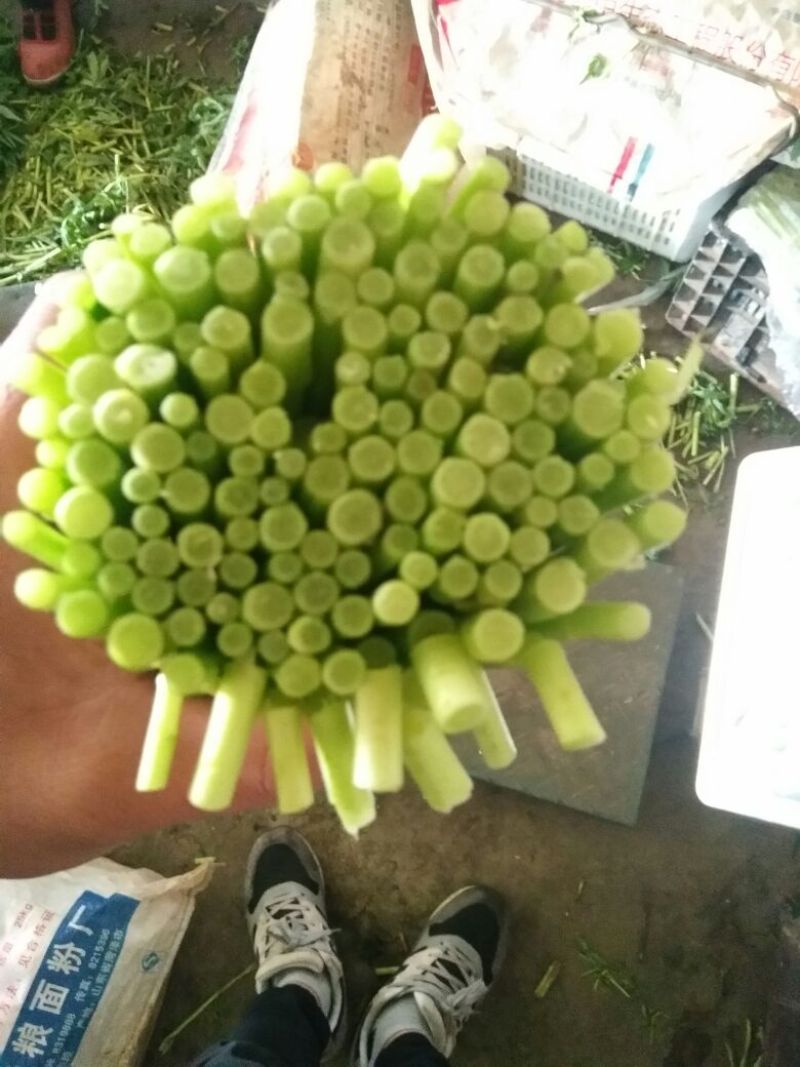 芦篙