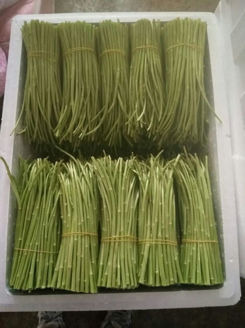 芦篙
