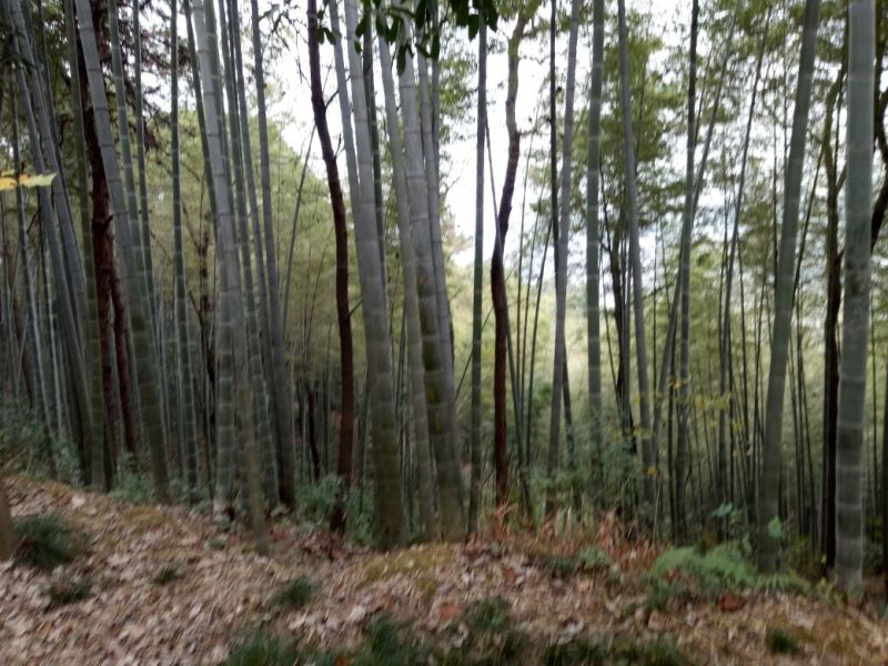 绿竹9~10m