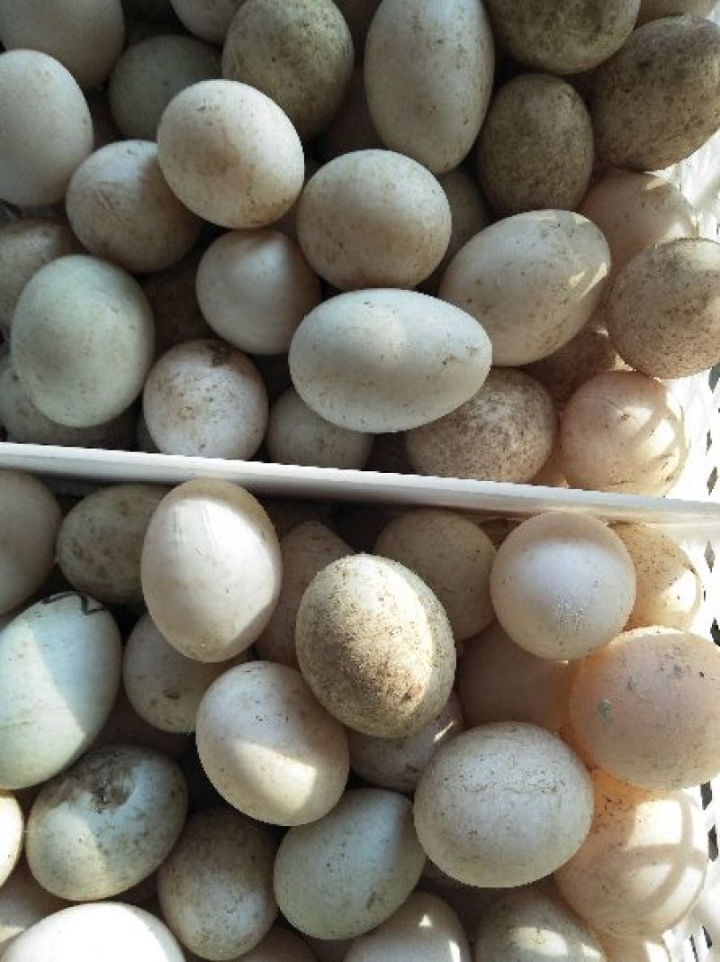 鲜鸭蛋食用