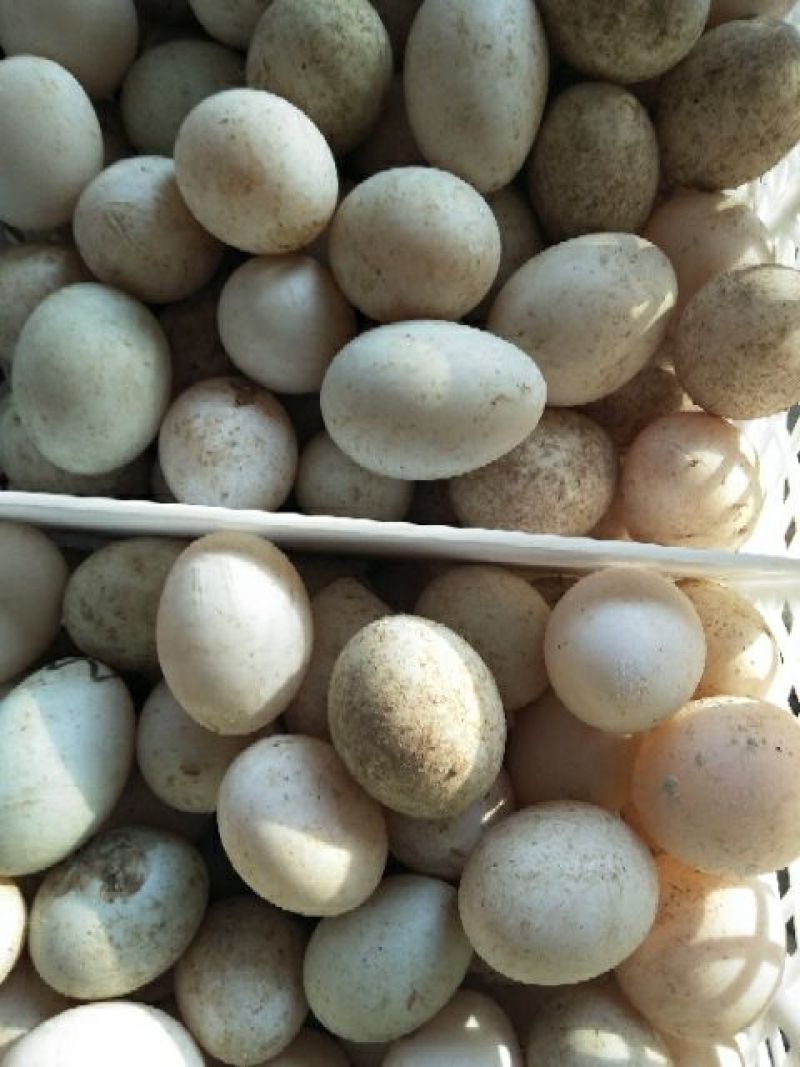 鲜鸭蛋食用