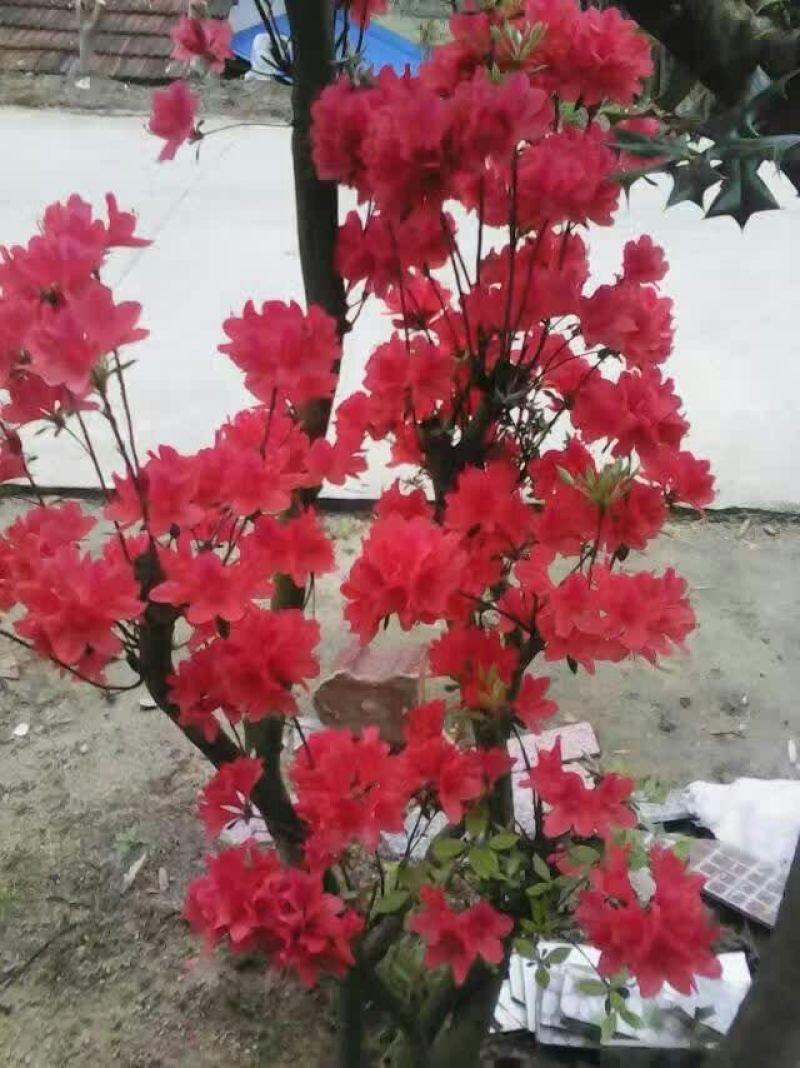 映山红树桩有红花，紫花，黄花，现挖现卖。35cm以上