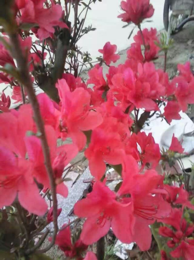 映山红树桩有红花，紫花，黄花，现挖现卖。35cm以上