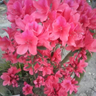 映山红树桩有红花，紫花，黄花，现挖现卖。35cm以上