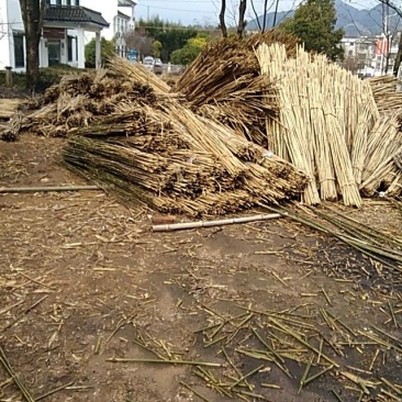 苦竹2~3m