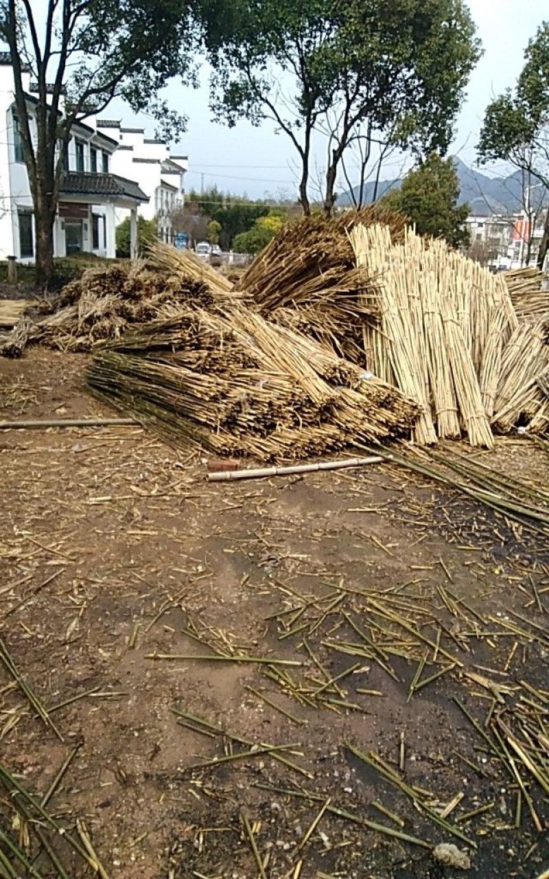 苦竹2~3m