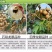 龙眼树苗30~50cm