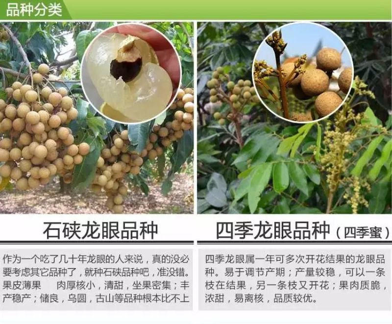 龙眼树苗30~50cm