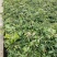 龙眼树苗30~50cm