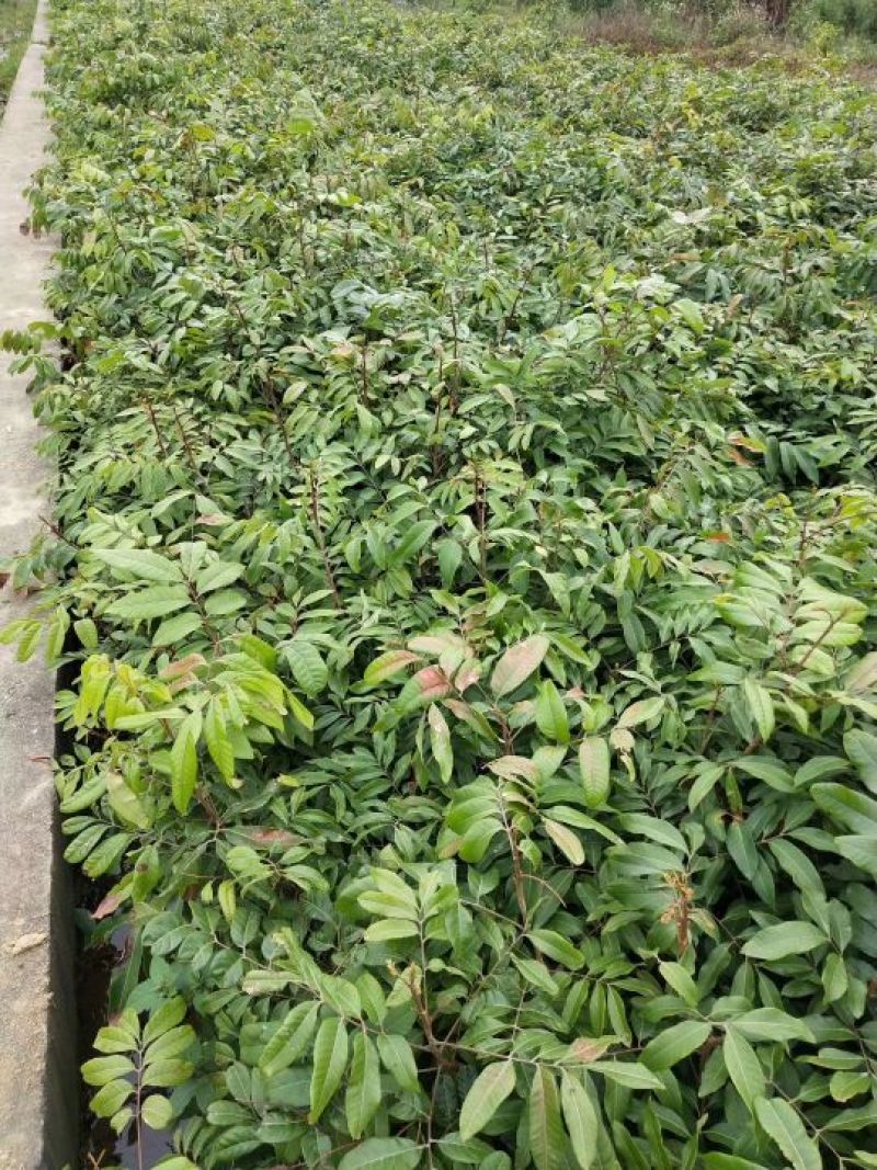 龙眼树苗30~50cm