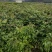 龙眼树苗30~50cm