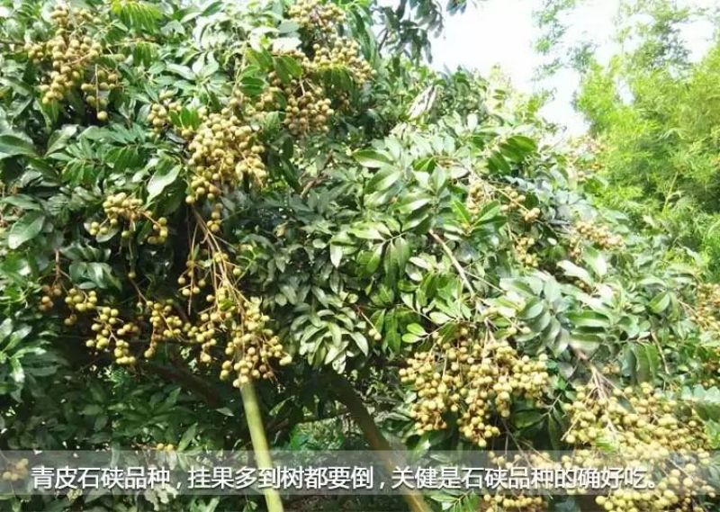 龙眼树苗30~50cm