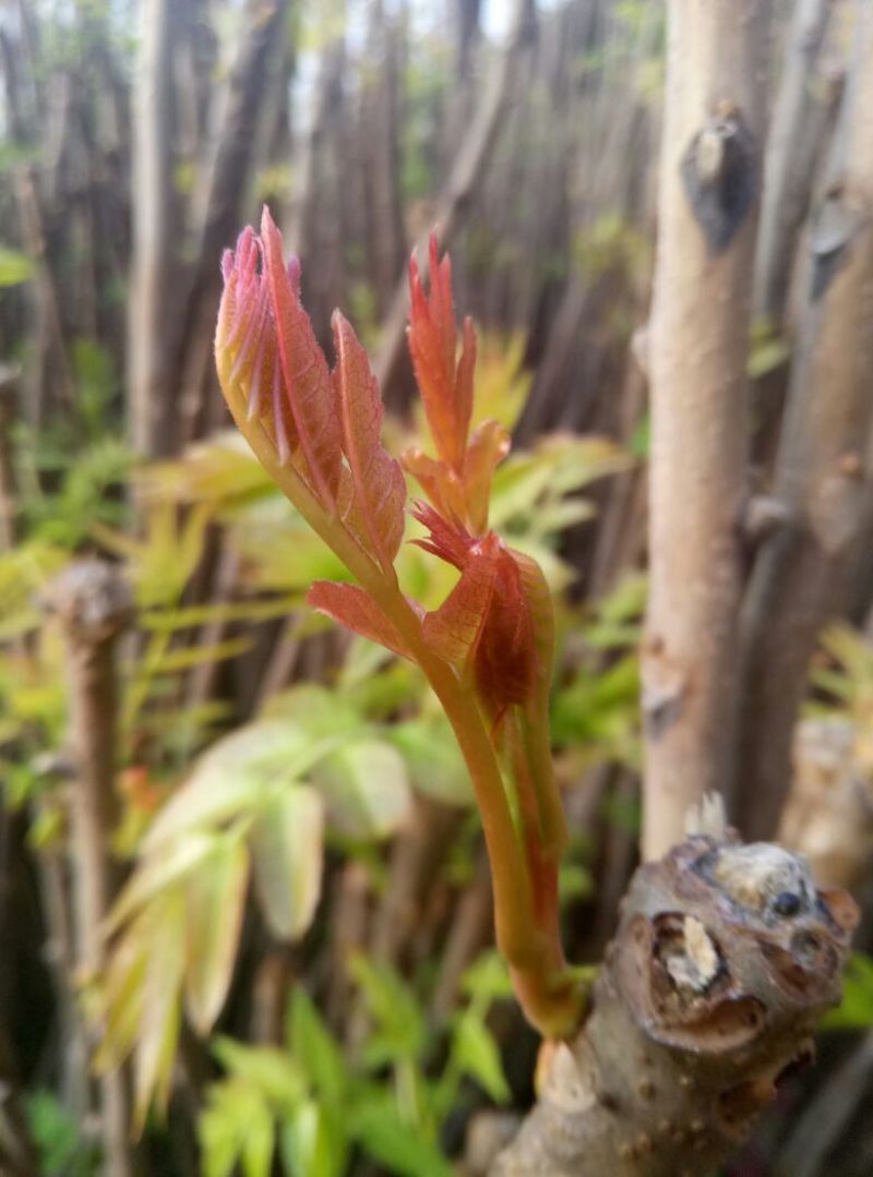 现货香椿芽云南产专业香椿陕西红香椿精品大棚芽菜山西