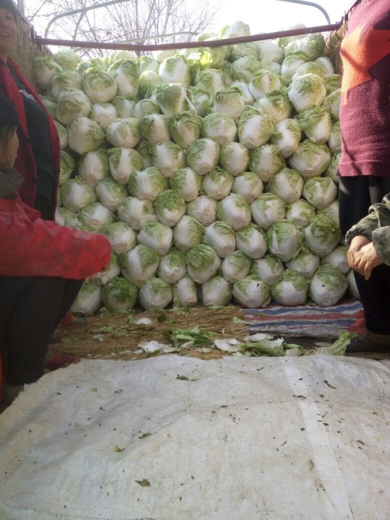 白菜净菜陆地大白菜个头均匀
