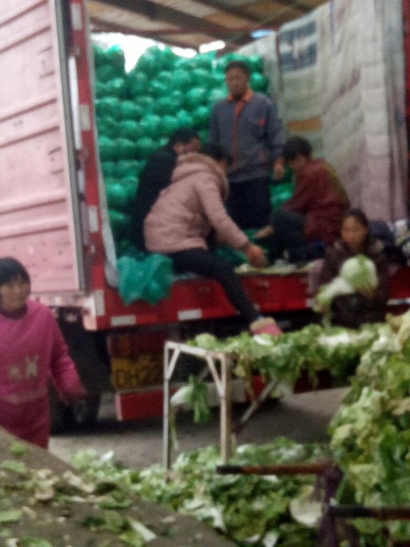 白菜净菜陆地大白菜个头均匀