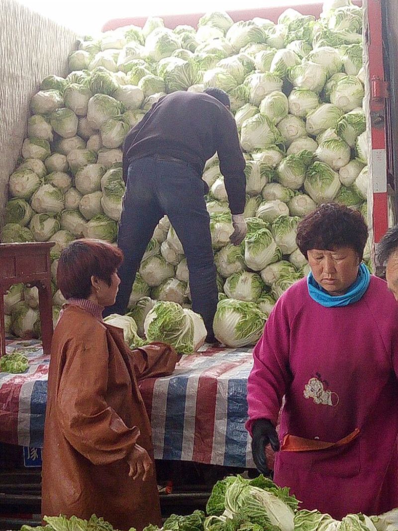 白菜净菜陆地大白菜个头均匀