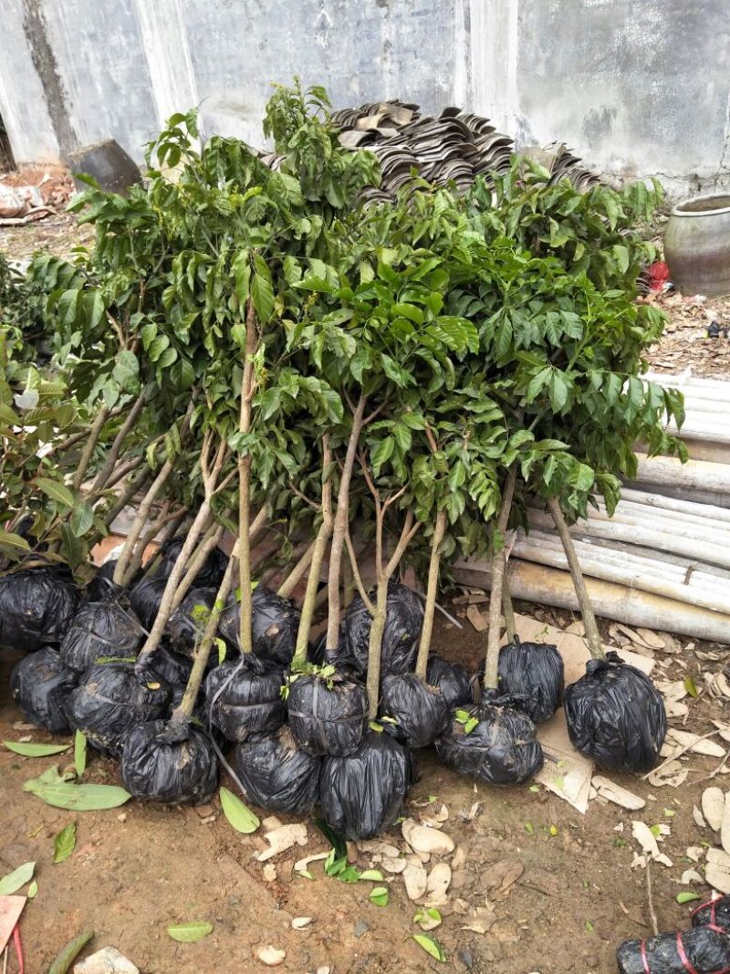 无核黄皮果苗黑黄皮鸡心贵妃黄皮苗一手货源基地直发质量好