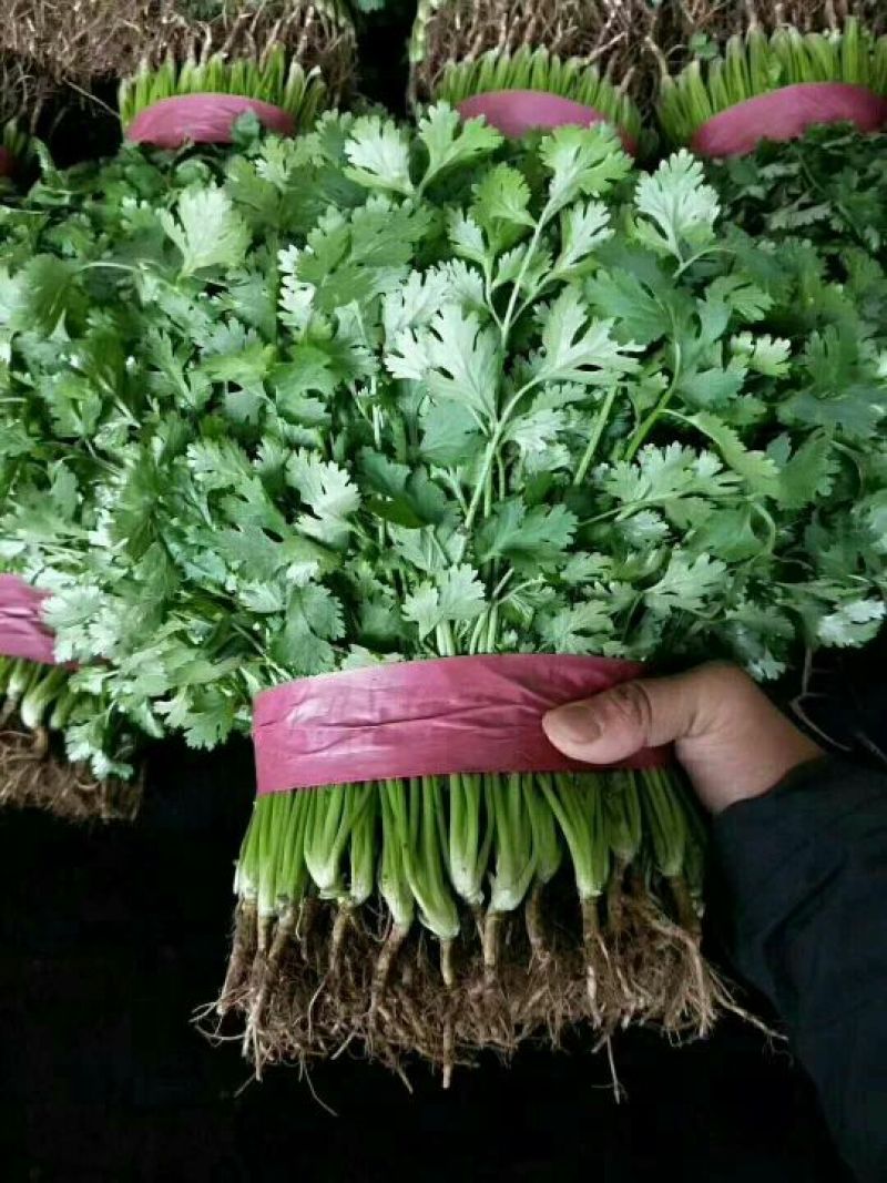 大叶香菜20~30厘米