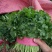 大叶香菜20~30厘米